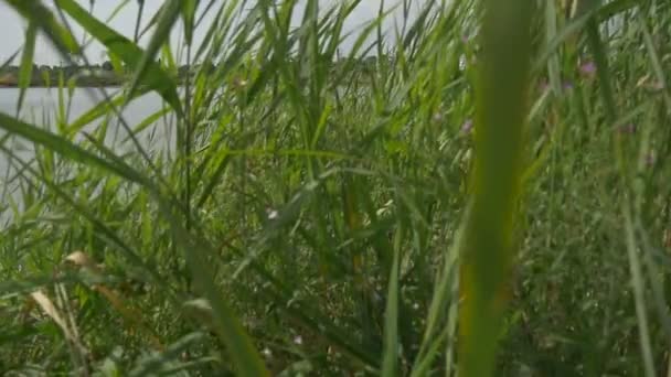 Planten in de buurt van een meer — Stockvideo