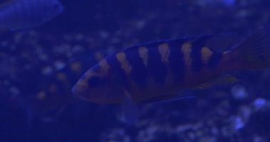 Pseudotropheus çalıştırılan, arka plan üzerinde balık, portre, balıklar