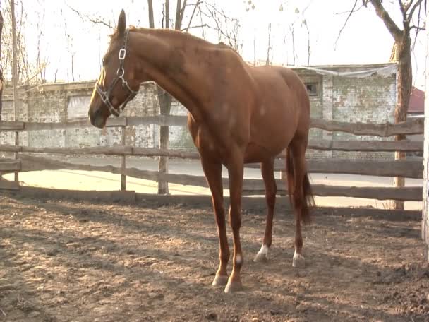 En brun häst i stallet — Stockvideo