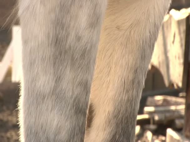 Witte paard op de boerderij — Stockvideo