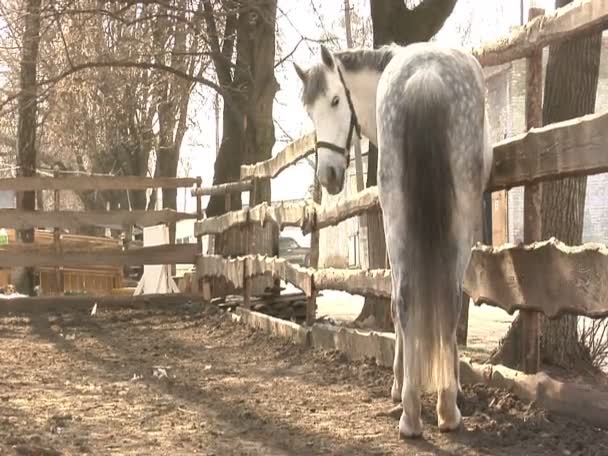 Witte paard op de boerderij — Stockvideo