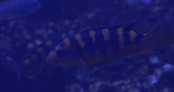 Pseudotropheus Chameleo, fisk, närbild, fiskar på bakgrund — Stockvideo