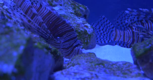 Red Lionfish, Pterois Volitans, Listrado recifes de corais Peixes estão flutuando entre os corais — Vídeo de Stock