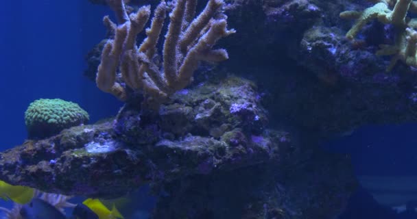 Gelber Tang, Zebrasoma flavescens und gefleckte Doktorfische, Ctenochaetus strigosus schweben zwischen Korallen, Ozeanarium — Stockvideo