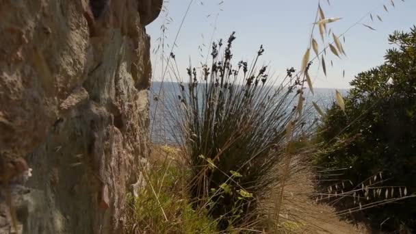 Plantes sur la côte de la mer — Video