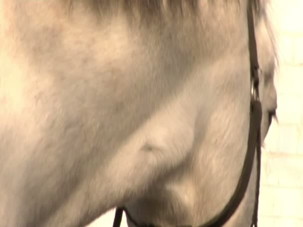 Ein Mann im Anzug zieht Pferd — Stockvideo