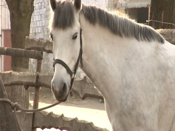 Ein Bild von einem weißen Pferd — Stockvideo