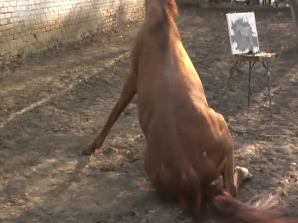 Um cavalo marrom gira em torno de — Vídeo de Stock