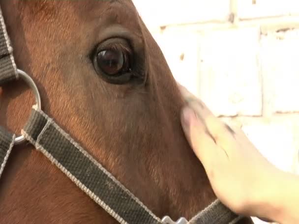 Un hombre de traje marrón acaricia a un caballo marrón — Vídeo de stock