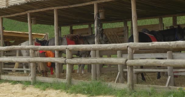 Acteurs schoonmaken de stal, verzorging van de paarden — Stockvideo