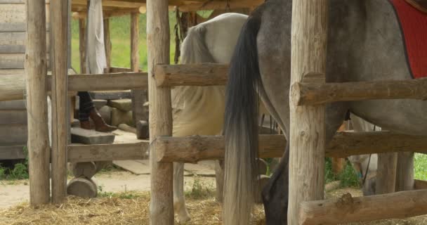 Dos des chevaux blancs et gris dans l'écurie, queues oscillantes — Video