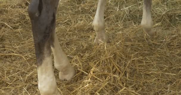 Jambes de cheval blanches et brunes, Inclinaison, Cheval dans une écurie — Video