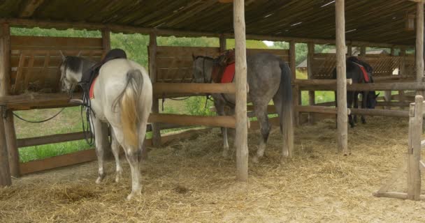 Tre cavalli sono in stalla, Mangiare dalla mangiatoia, Vista laterale destra — Video Stock