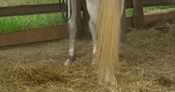 White Horse in a Stable, Swaing the Tail, Legs Closeup — Stock Video