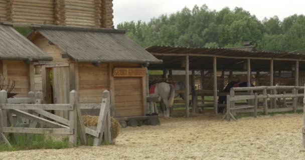 Drei Pferde im Stall unter dem Schuppen, Holzzaun, Sandstadion, Blockmauer — Stockvideo