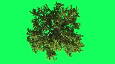 Geniş Yapraklı Kromatkey, Ağaç, Sallanan Ağaç, Yukarıdan Aşağıya, Sallanan Dallar, Renk Anahtar, Alfa, Yeşil Arka Plan