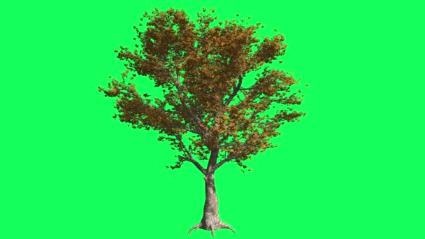 アメリカのシカモアクロマキー、木、揺れ木、揺れ枝、クロマキー、アルファ、緑の背景 — ストック動画