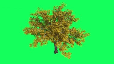 Amerikan Karaağaç Chromakey, Ağaç, Sallanan Ağaç, Sallanan Dallar, Renk Anahtarı, Alfa, Yeşil Arka Plan