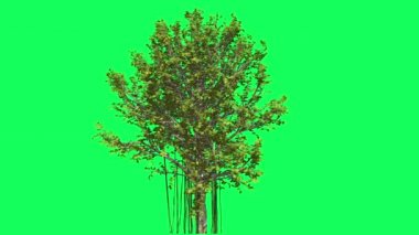 Agarwood Chromakey, Ağaç, Sallanan Ağaç, Sallanan Dallar, Renk Anahtarı, Alfa, Yeşil Arka Plan