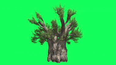 Afrika Baobab Chromakey, Ağaç, Sallanan Ağaç, Sallanan Dalları, Renk Anahtarı, Alfa, Yeşil Arka Plan