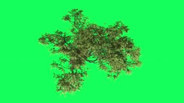 Akasya Top Chromakey, Ağaç, Sallanan Ağaç, Sallanan Dallar, Yukarıdan Aşağıya, Chroma Anahtar, Alfa, Yeşil Arka Plan