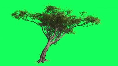 Akasya Kromatkey, Ağaç, Sallanan Ağaç, Sallanan Dallar, Renk Anahtarı, Alfa, Yeşil Arka Plan