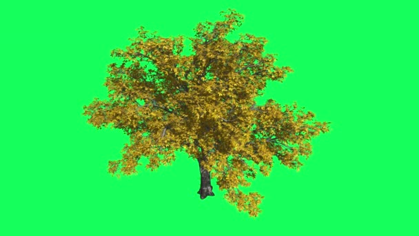 Americanos Elm Chromakey, Árvore, Árvore Balançando, Ramos Balançando, Chroma Key, Alfa, Fundo Verde — Vídeo de Stock