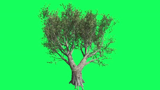 African Olive Chromakey, träd, vajande träd, svajande grenar, Chroma Key, alfa, grön bakgrund — Stockvideo