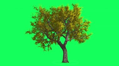 Amur Mantar ı Kromkey, Ağaç, Sallanan Ağaç, Sallanan Dallar, Renk Anahtarı, Alfa, Yeşil Arka Plan