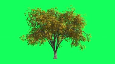 Amerikan Karaağaç Chromakey, Ağaç, Sallanan Ağaç, Sallanan Dallar, Kromakey, Chroma Key, Alfa, Yeşil Arka Plan