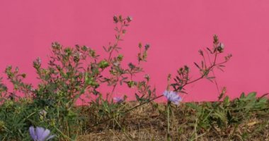 Cichorium Chromakey mavi çiçekler arasında SAP ve yaprakları çim Alfa kanal Croma anahtar sallanan yeşil çim izole pembe ekran