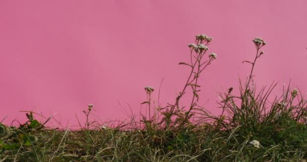 Milfoil Chromakey άσπρα λουλούδια απομονωμένο τομέα λουλούδια πράσινο χορτάρι ταλαντεύονται μίσχοι Alfa κανάλι ροζ οθόνη — Αρχείο Βίντεο