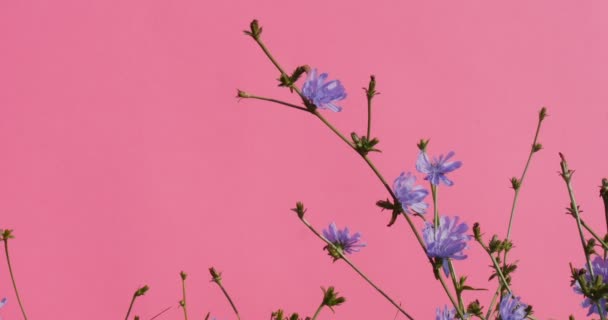 Τσιτσόριουμ Χρωματοειδές μπλε λουλούδια ταλαντεύεται στελέχη κοντινό και αφήνει γρασίδι άλφα κανάλι Croma κλειδί ροζ οθόνη — Αρχείο Βίντεο
