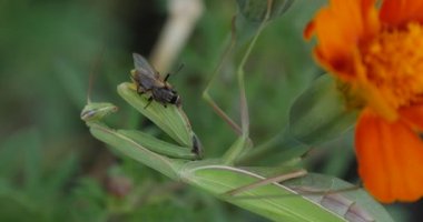 Sinek olduğunu Praying Mantis bacaklar Mantis bileğinde Fly yeşil Mantis olduğunu oturan üzerinde Marigold çiçek turuncu çiçek Holding