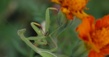 Adamın el koymak bir uçmak için Praying Mantis bacaklar Mantis bileğinde Fly yeşil Mantis olduğunu oturan üzerinde Marigold çiçek turuncu çiçek tutuyor
