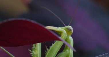 Mantis tırmanma kafa, böcek makro Violet yaprak bitki yaprakları Avrupa Mantis dua eden peygamber devesi Mantis bileğinde üzerinde olduğunu