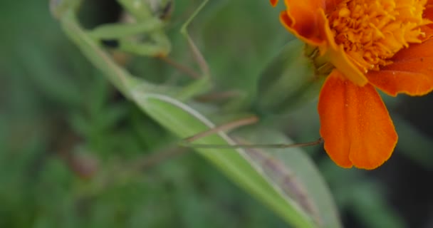 Зелений Mantis є не рухається Богомол Mantis Religiosa є сидить на календули помаранчевий квітка Чорнобривці ізольованих квітка зелене листя — стокове відео