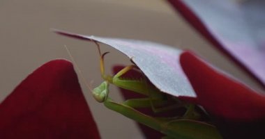 Menekşe Leaf bitki üzerinde asılı yaprak altında Mantis Avrupa Mantis dua eden peygamber devesi Mantis bileğinde bırakır