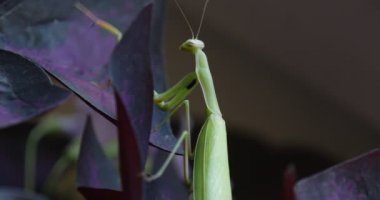 Mantis hareket onun üst bacaklar tırmanma Violet yaprak bitki yaprakları Avrupa Mantis dua eden peygamber devesi Mantis bileğinde üzerinde olduğunu