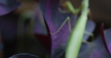 Mantis Bulanık Menekşe Yaprak Bitki Yaprakları Avrupa Mantis Peygamberdes Mantis Religiosa tarafından Yürüyor