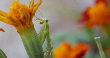 Yeşil Mantis Close Up Marigold Turuncu Çiçek Tagetes Açık Turuncu Yaprakları Kadar Dua Mantis Mantis Religiosa Onun Bacaklar Rose Has