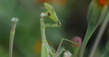 Yeşil Mantis Close Up Kadar Dua Mantis Mantis Religiosa Kadar Bacaklarını Rose Has Marigold Turuncu Çiçek Tagetes Yeşil Yapraklar Üzerinde Oturuyor