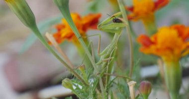 Yeşil Mantis dua eden peygamber devesi Mantis bileğinde portakal çiçeği Tagetes yeşil yaprakları Marigold oturuyor