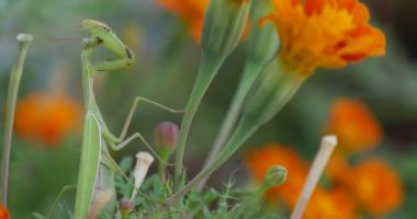 Yeşil Mantis dua eden peygamber devesi Mantis bileğinde portakal çiçeği Tagetes yeşil yaprakları Marigold oturuyor