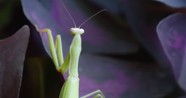 Mantis is Climbing Up Insect's Backside on Violet Leaf Plant Leaves European Mantis Praying Mantis Mantis Religiosa — Stock Video
