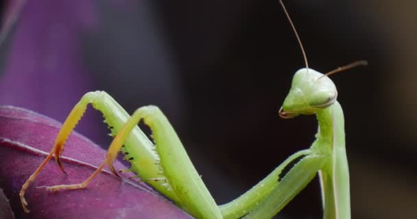 Mantide sta spostando le antenne sedute su foglie viola Foglie di piante Mantide europee Mantide in preghiera Mantis Mantis Religiosa — Video Stock