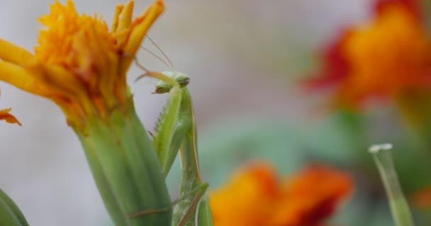 緑のカマキリクローズアップは、マリーゴールドオレンジフラワータゲテスにカマキリカリオサを祈るオレンジ色の花びらまで彼の足を上げました — ストック動画