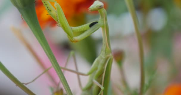 Grüne Gottesanbeterin klettert am grünen Stiel vorbei Gottesanbeterin mantis religiosa sitzt auf den orangen Ringelblumen-Tagetes grünen Blättern — Stockvideo