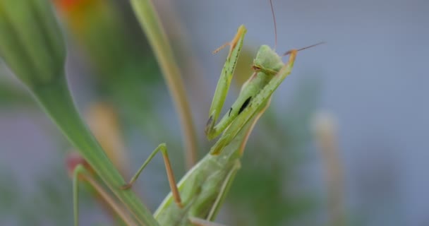 Green Mantis Close Up Has Rose His Legs Up Blurred Blue Background Praying Mantis Religiosa is Sitting On The Marigold Orange Flower Tagetes — стоковое видео