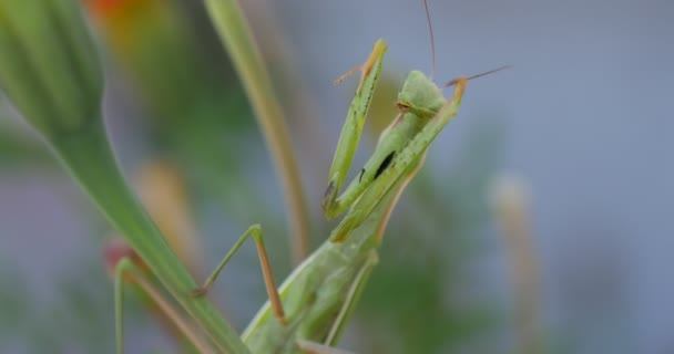 Verde manti da vicino ha rosa le gambe su sfondo blu sfocato preghiera manti religiosa è seduto sulla calendula arancione fiore Tagete — Video Stock